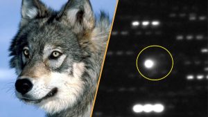 stiri-stiintifice-saptamana-aceasta:-lupii-ajuta-la-restaurarea-copacilor-din-yellowstone-si-cel-mai-mare-obiect-interstelar-vazut-vreodata