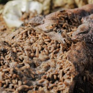 carne-fermenta-cu-o-parte-de-maggots:-o-noua-privire-asupra-dietei-neanderthal