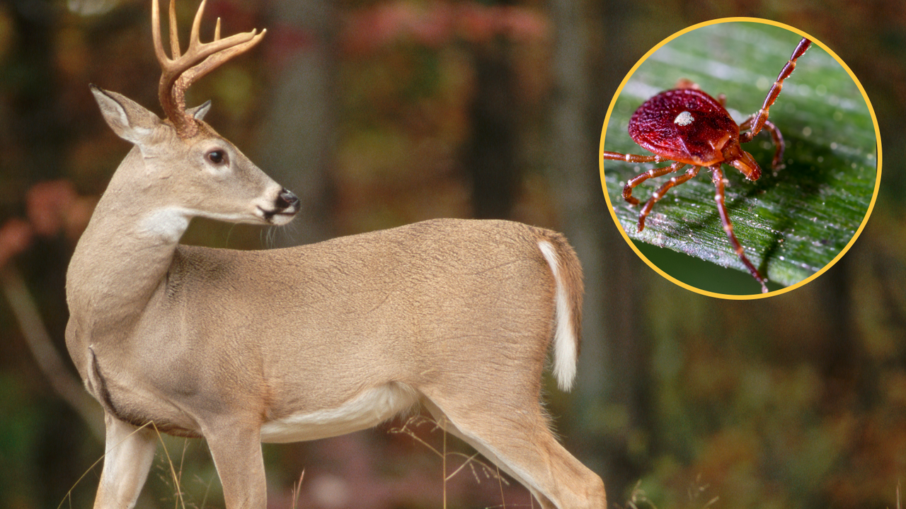 dilema-de-diagnostic:-alergia-rara-a-lui-hunter-a-insemnat-ca-nu-mai-poate-manca-carne-rosie