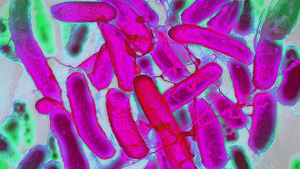 cofeina-poate-ajuta-e.-coli-sa-reziste-antibioticelor-–-dar-este-nevoie-de-mai-multe-cercetari