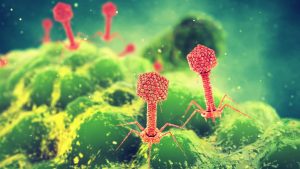 „acesta-nu-este-un-nou-razboi”:-modul-in-care-batalia-dintre-virusi-si-bacterii-ne-ar-putea-ajuta-sa-batem-superbuguri