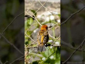 Biomas #slohortsfunny #shortsdiaries #explore #trendingshorts #canarysinging #shortvideo #birds