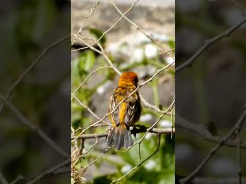 Biomas #slohortsfunny #shortsdiaries #explore #trendingshorts #canarysinging #shortvideo #birds