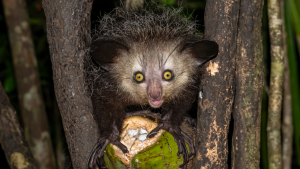 aye-ayes:-lamaiturile-nocturne-ciudate-cu-degete-lungi-si-infioratoare