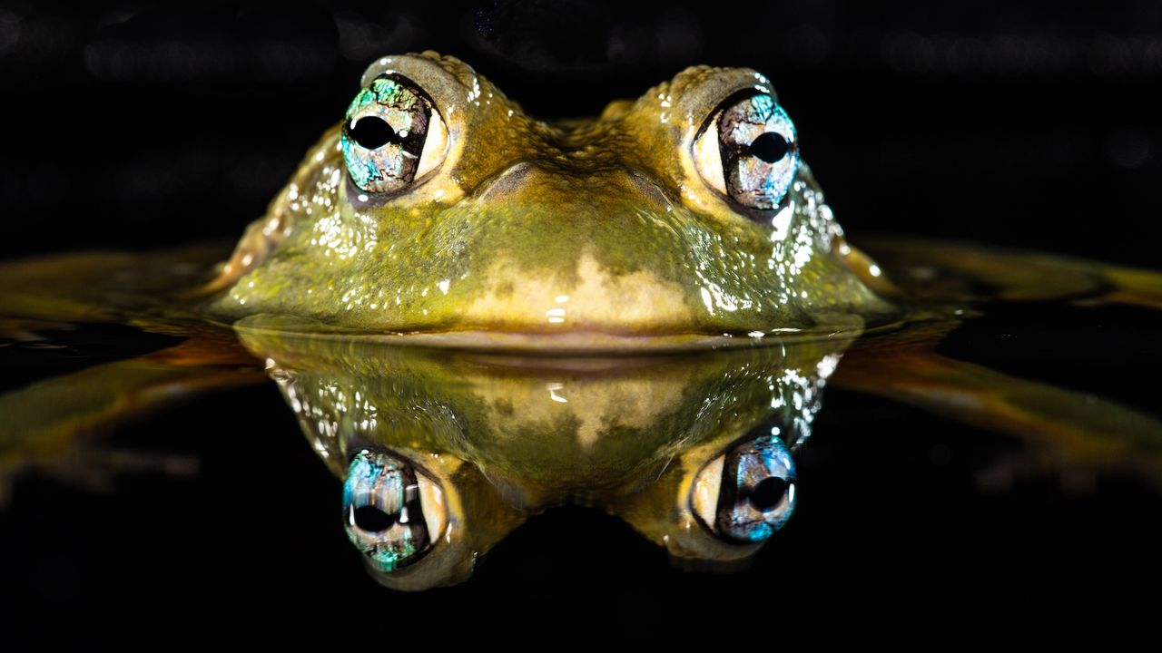 cum-respira-broastele-si-beau-prin-pielea-lor?
