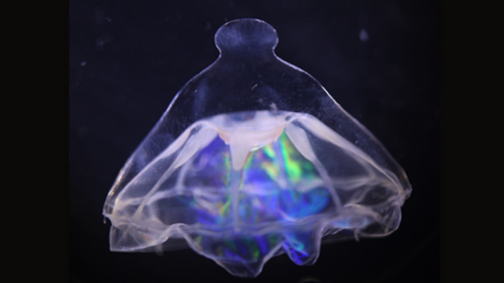 o-bariera-misterioasa-in-atlantic-imparte-verisorii-de-meduze-de-mare-adancime