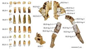 potrivit-noului-studiu,-oamenii-si-homo-erectus-interbred,-in-varsta
