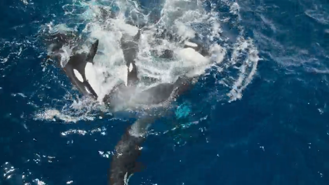 urmariti-o-pod-de-orcas-care-se-prefac-ca-se-ineca-pe-unul-dintre-ei-in-sesiunea-de-antrenament-macabru