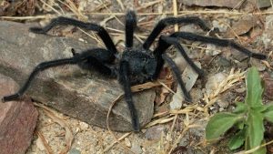 „se-pare-ca-dimensiunea-conteaza-cu-adevarat”:-barbatii-din-4-specii-tarantula-niciodata-vazute-nu-au-o-durata-genitala-de-lunga-durata