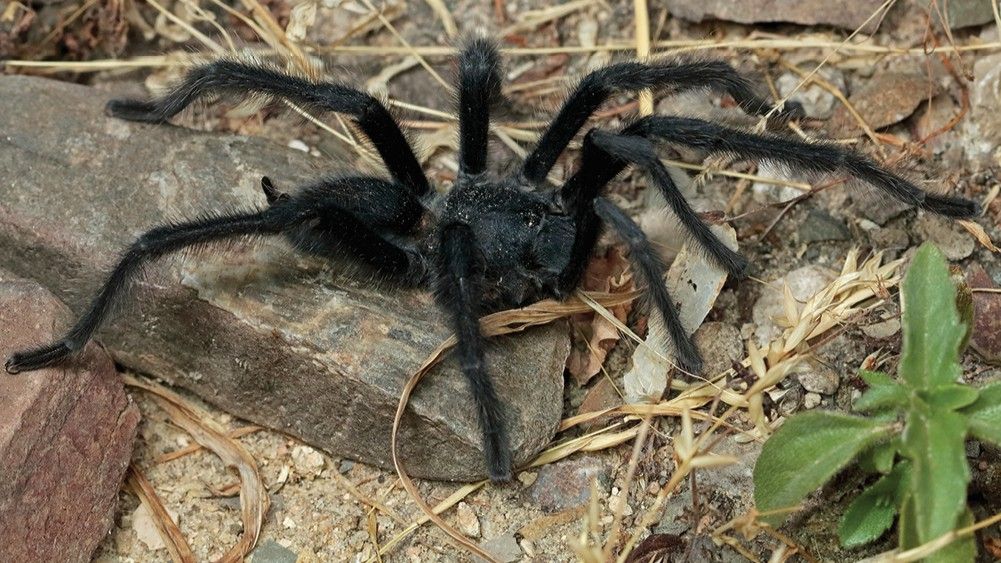 „se-pare-ca-dimensiunea-conteaza-cu-adevarat”:-barbatii-din-4-specii-tarantula-niciodata-vazute-nu-au-o-durata-genitala-de-lunga-durata