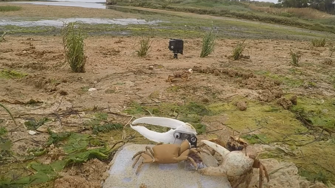 urmariti-robotul-crab-„wavy-dave”.
