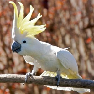 cockatoos-stiu-30-de-miscari-de-dans-distincte