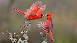 cele-mai-bune-aplicatii-de-identificare-a-cantecelor-de-pasari-in-2025-–-identificati-apelurile-de-pasari-si-imbunatatiti-va-cunostintele-aviare