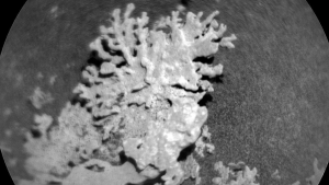 nasa-gaseste-„coral”-in-varsta-de-mai-multe-miliarde-pe-marte