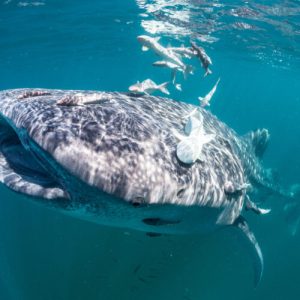 noua-suprafata-adeziva-modelata-pe-o-remora-lucreaza-sub-apa