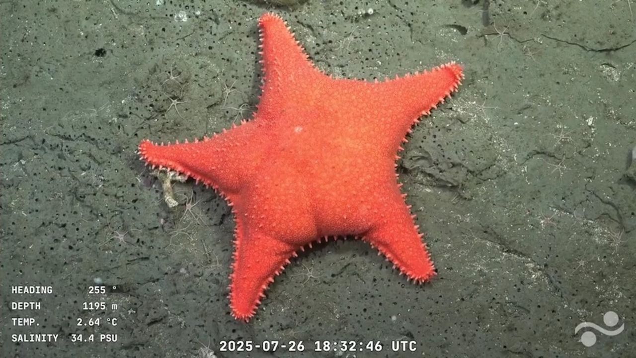 „stelele-de-mare-buttt”,-„micul-cartof-dulce”-si-zeci-de-specii-care-nu-au-fost-vazute-niciodata-inregistrate-in-timpul-expeditiei-de-mare-adancime-in-afara-argentinei