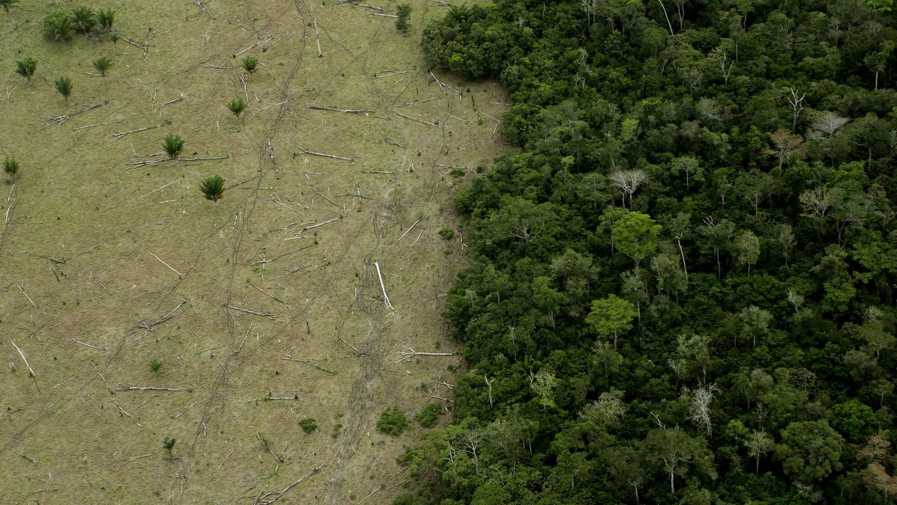 amazon-rainforest-se-apropie-de-„puncte-de-basculare”-care-l-ar-putea-transforma-intr-un-savana-mai-uscata