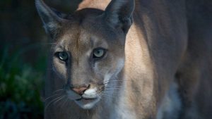 genele-din-texas-puma-salveaza-panterele-florida-de-la-disparitie-–-deocamdata
