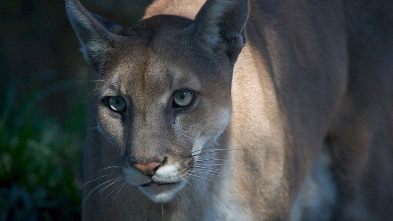 genele-din-texas-puma-salveaza-panterele-florida-de-la-disparitie-–-deocamdata