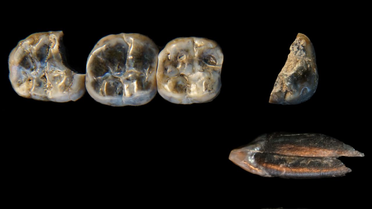 varul-lui-lucy-nu-a-fost-niciodata-vazut,-ar-fi-putut-sa-traiasca-pe-acelasi-site-cu-cea-mai-veche-specie-umana-cunoscuta,-sugereaza-un-nou-studiu