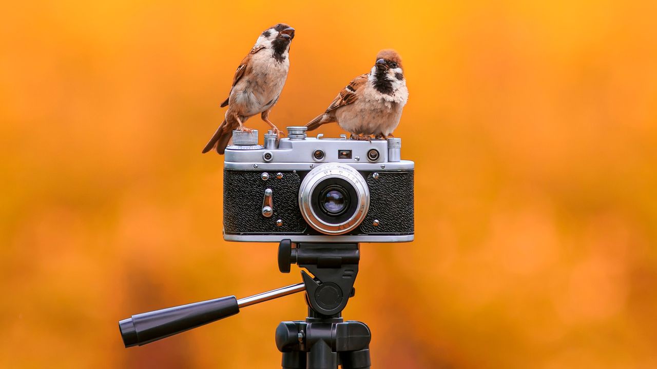 cinci-sfaturi-simple-de-fotografie-pentru-animale-salbatice-pentru-fotografii-mai-bune-fara-echipament-de-lux
