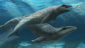 balena-pradatoare-antica,-cu-ochii-mari-si-dintii-ascutiti-de-ras-a-fost-„inselator-de-draguta”