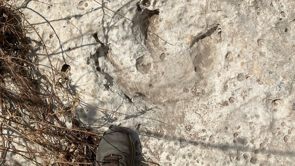 piese-dinozaure-in-varsta-de-115-milioane-de-milioane-de-ani,-dezgropate-in-texas,-dupa-inundatii-devastatoare