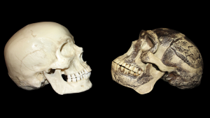 „nu-are-sens-sa-spunem-ca-a-existat-o-singura-origine-a-lui-homo-sapiens”:-modul-in-care-inregistrarea-evolutiva-a-asiei-complica-ceea-ce-stim-despre-speciile-noastre