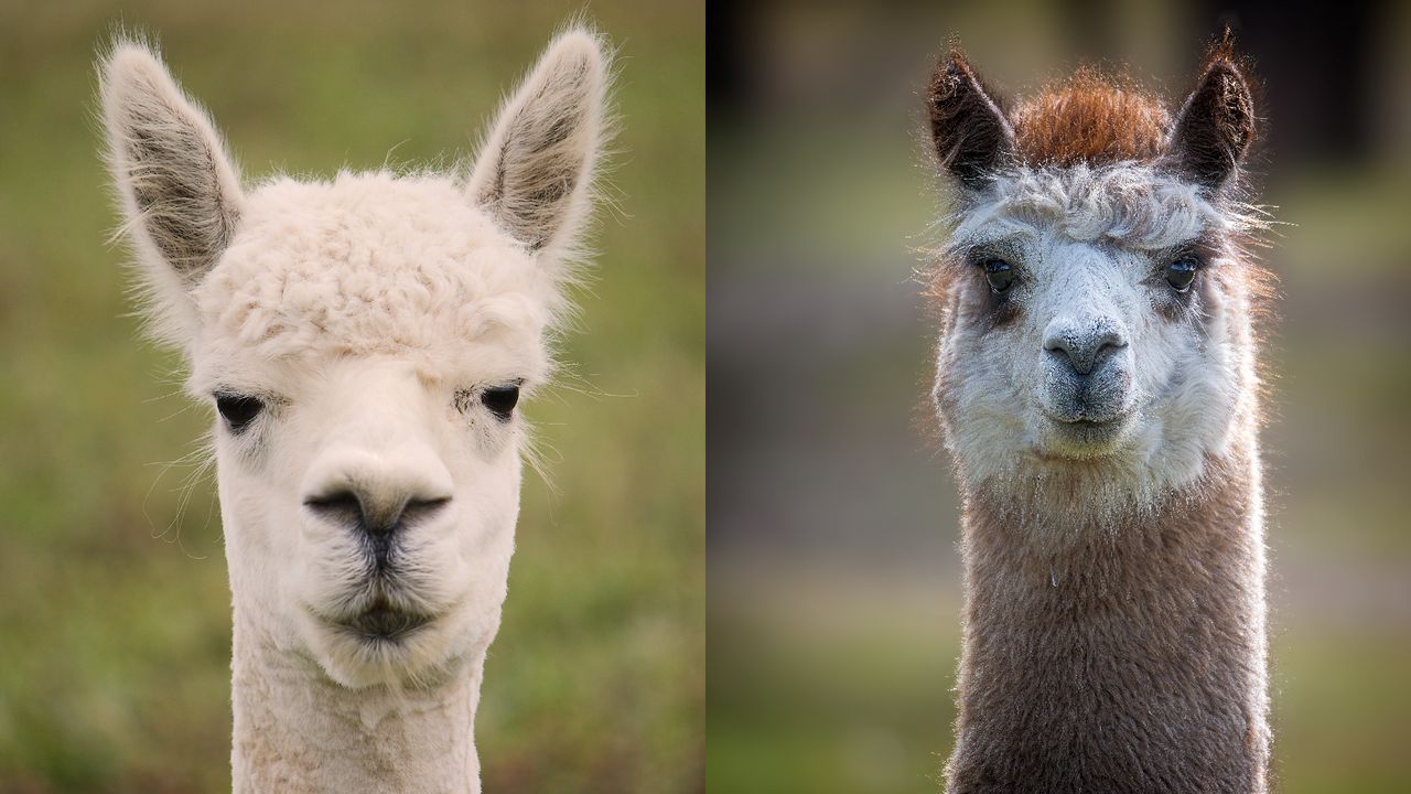 care-este-diferenta-dintre-o-lama-si-o-alpaca?
