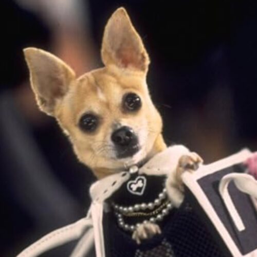 cazul-coca-snorting-chihuahua
