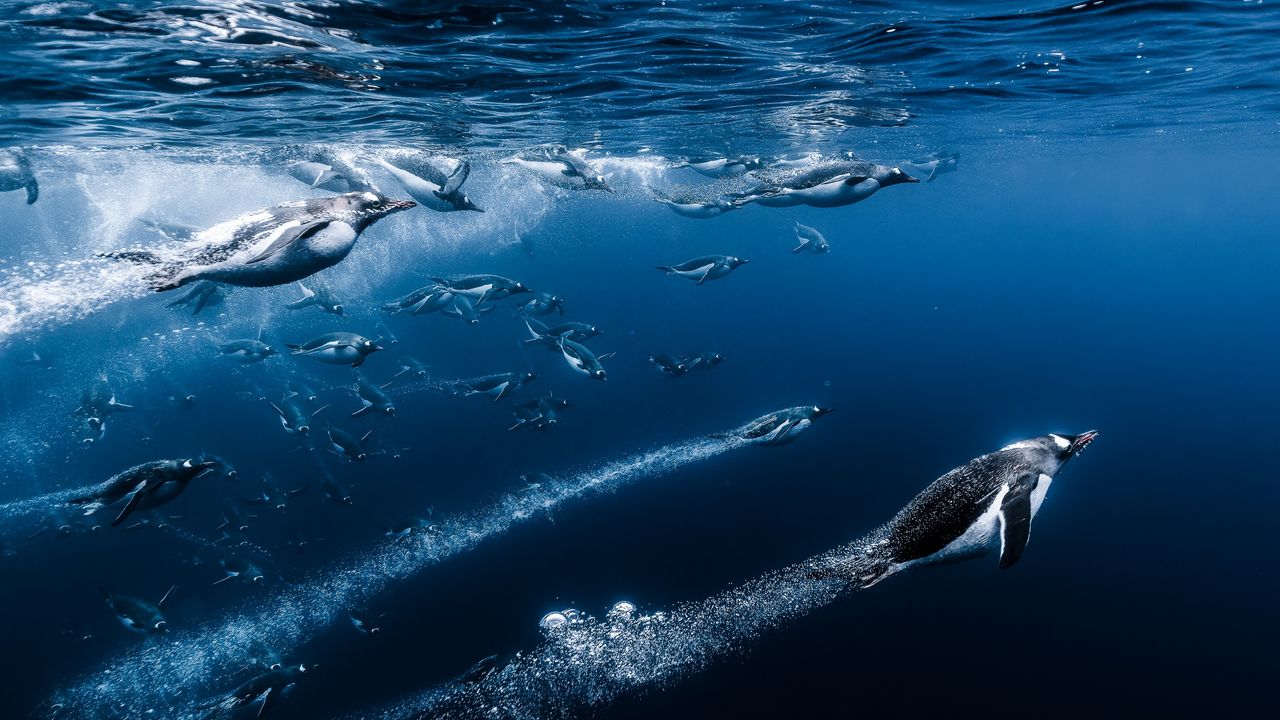 jeleu-de-racheta,-regal-komodo-dragon-si-harrowing-bales-rescue-vezi-uimitorul-ocean-fotograf-al-anului-2025-finalistii