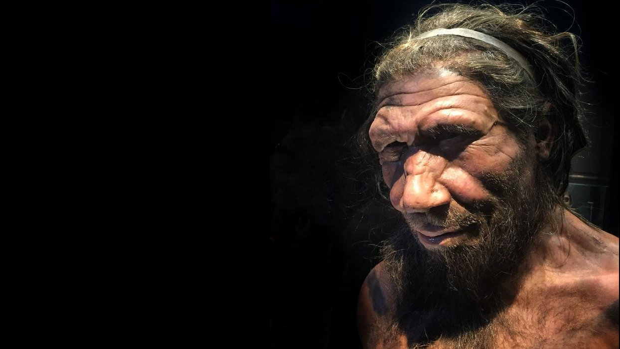 gene-care-difera-intre-oameni-si-neanderthals-ar-putea-arunca-lumina-asupra-disparitiei-speciei,-sugereaza-studiul-soarecului