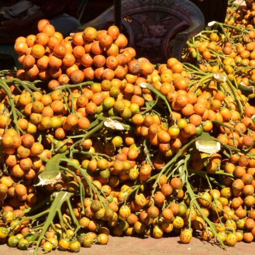 nuci-de-betel-le-ofera-oamenilor-un-zgomot-de-peste-4.000-de-ani