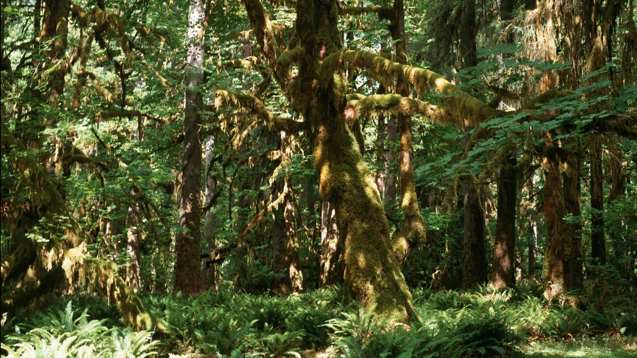 unul-dintre-cei-mai-inalti-copaci-din-lume-„firul-doerner”,-vechi-de-secole-este-in-foc-in-oregon.