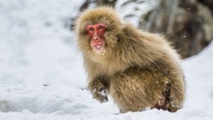 primatele-timpurii-ale-pamantului-au-evoluat-in-frig-–-nu-tropice