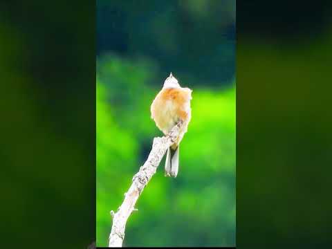Meadow Bunting’s Serenade: A Siberian Songbird’s Rapid-Fire Melody!