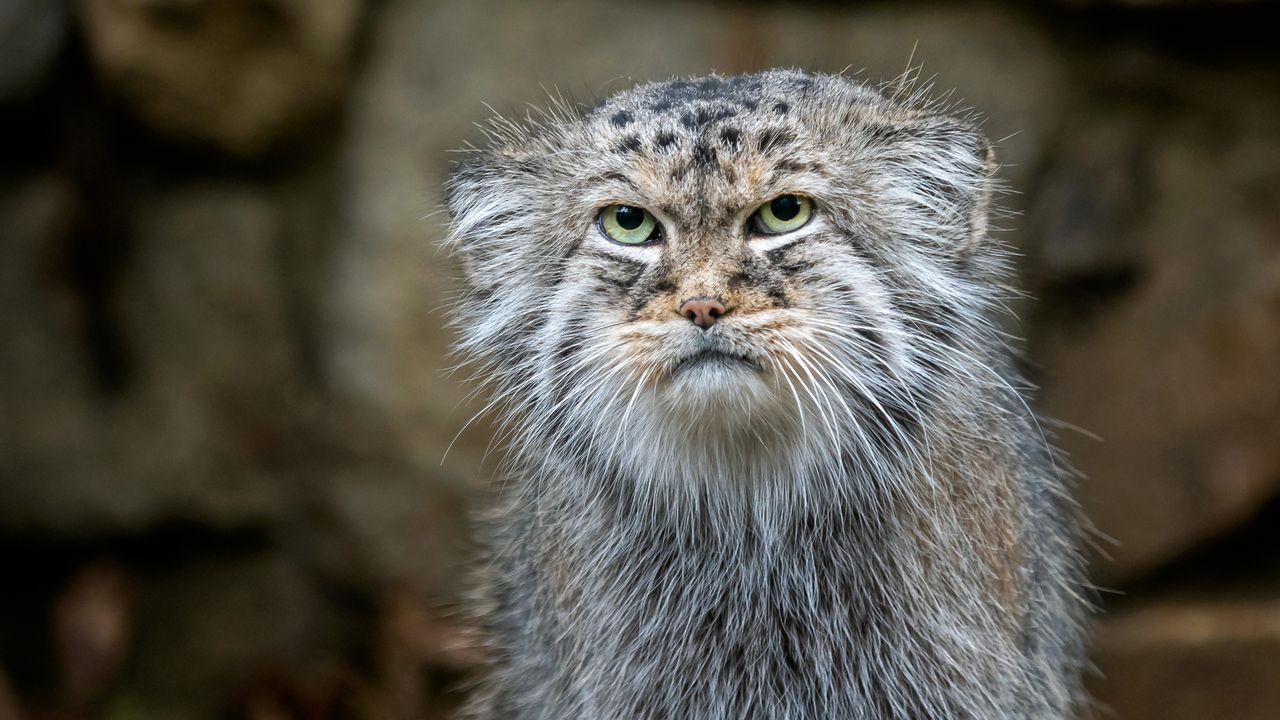 pisica-lui-pallas:-una-dintre-cele-mai-vechi-feline-din-lume-care-sta-pe-coada-sa-stufoasa-pentru-a-si-mentine-labele-calde
