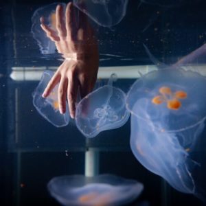 oamenii-de-stiinta-construiesc-meduze-cyborg-pentru-a-explora-adancimile-oceanului