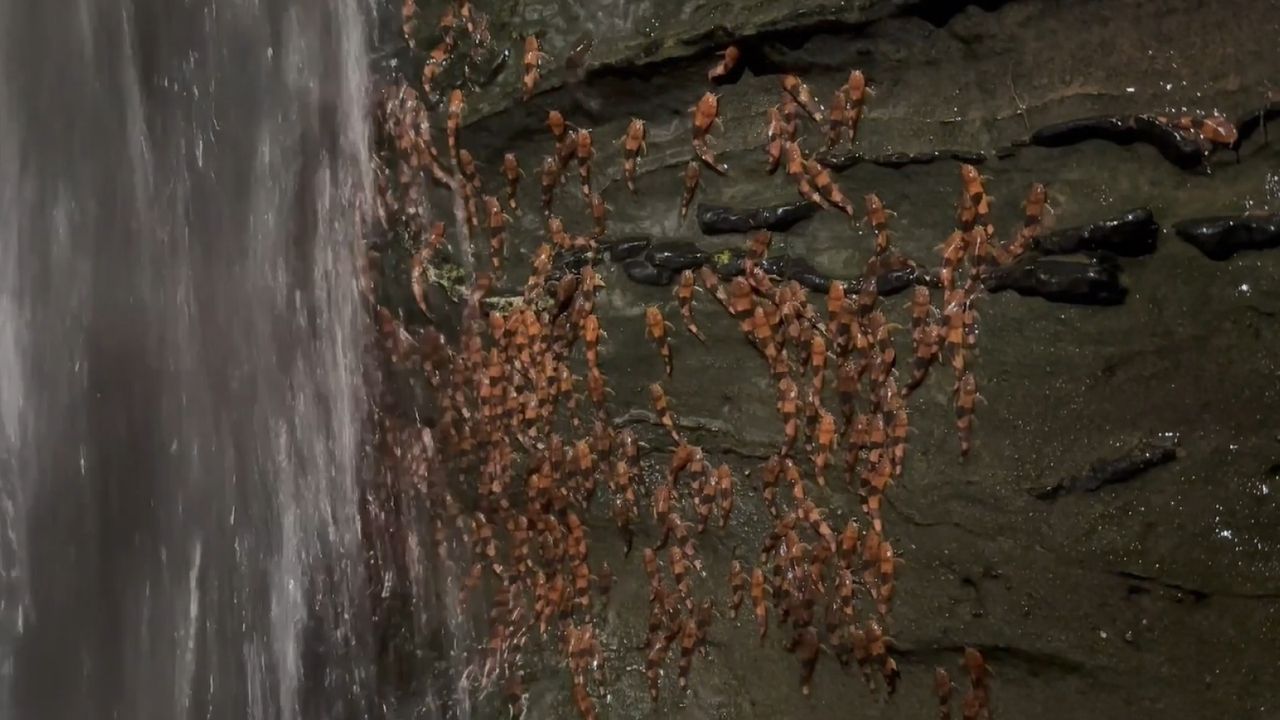 mii-de-bumblebee-catfish-a-capturat-cascada-de-urcare-in-imagini-niciodata-vazute