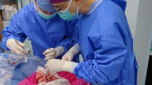 in-primul-rand,-transplantul-pulmonar-de-la-porc-la-uman-a-incercat-la-o-persoana-moarta-pe-creier-in-china