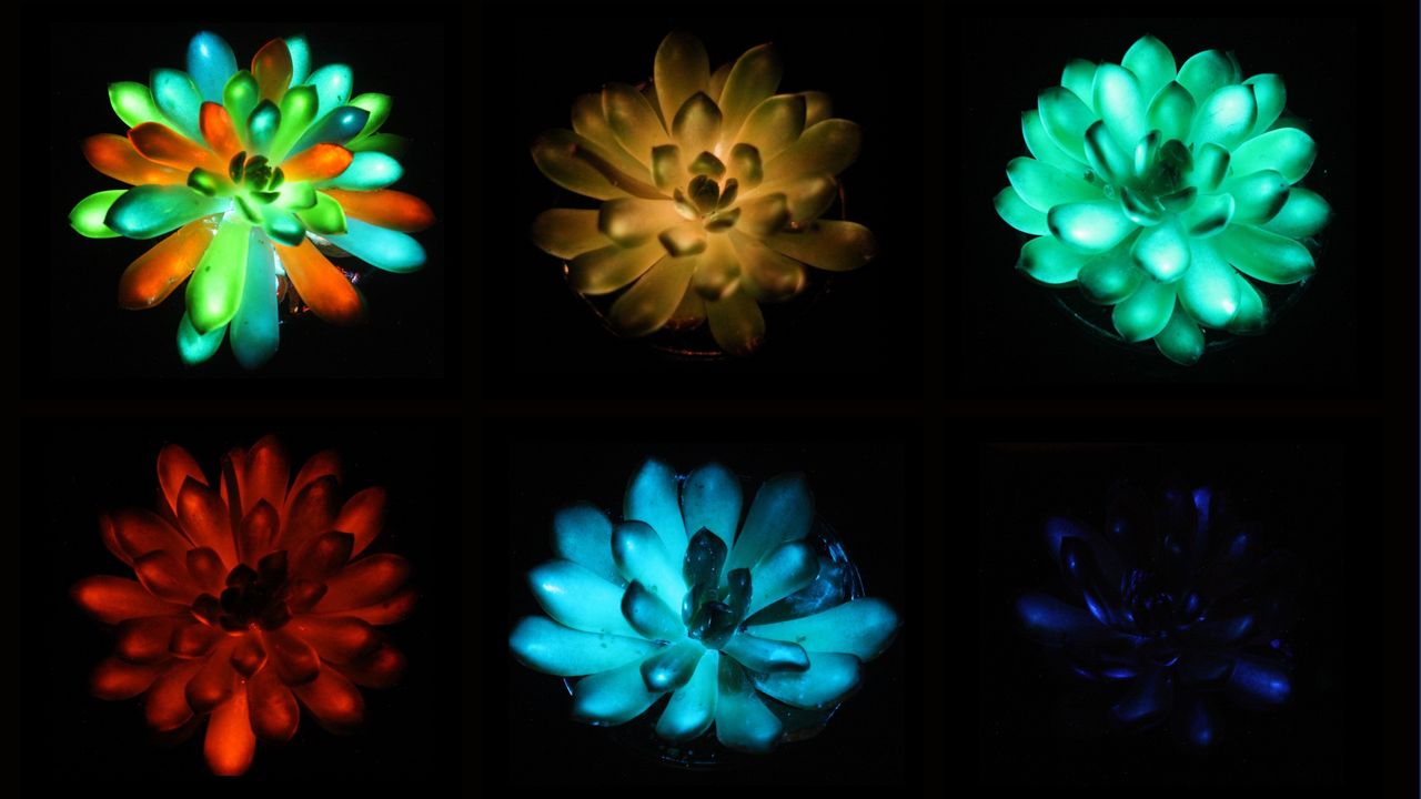 oamenii-de-stiinta-chinezi-creeaza-suculente-multicolore-stralucitoare-in-intuneric,-care-se-reincarca-in-lumina-soarelui