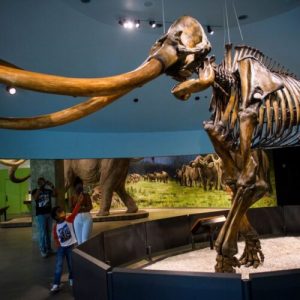 genetic,-mamutii-din-america-centrala-au-fost-ciudate