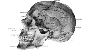 cum-studiul-rasist-al-craniilor-a-strans-oamenii-de-stiinta-victorieni-din-marea-britanie