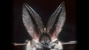care-animal-are-cea-mai-buna-auz?
