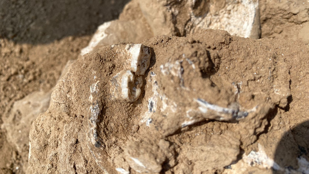 jawbone-uman-de-1,8-milioane-de-milioane-de-ani-descoperite-in-republica-georgia-si-pot-fi-cele-mai-timpurii-dovezi-ale-lui-homo-erectus