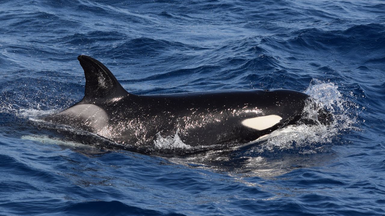 „ne-am-dezbracat-complet”:-orcas-ataca-din-nou-barcile-in-europa