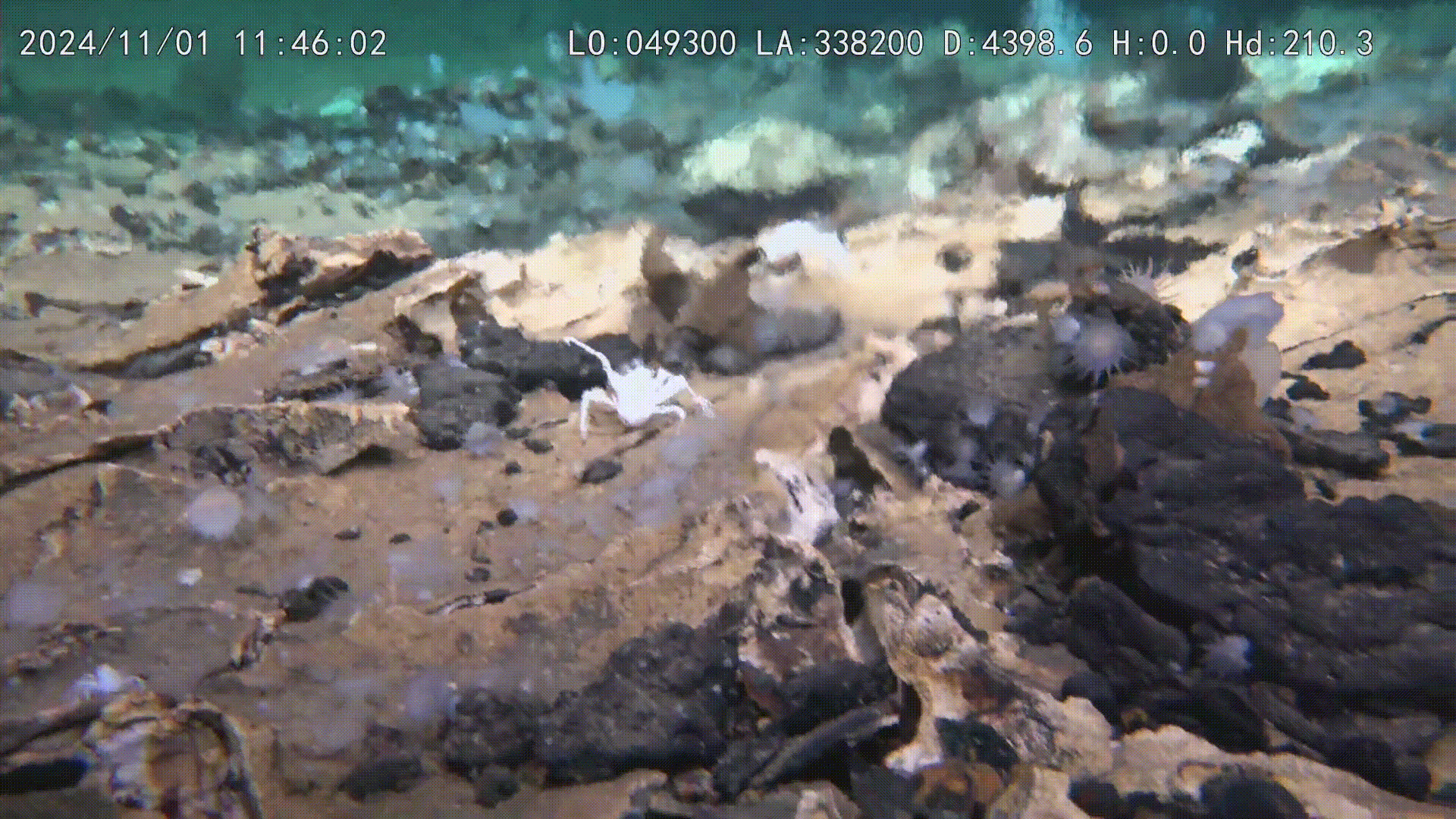chineza-submersibila-exploreaza-cratere-uriase-necunoscute-anterior-in-partea-de-jos-a-pacificului-–-si-se-confrunta-cu-viata