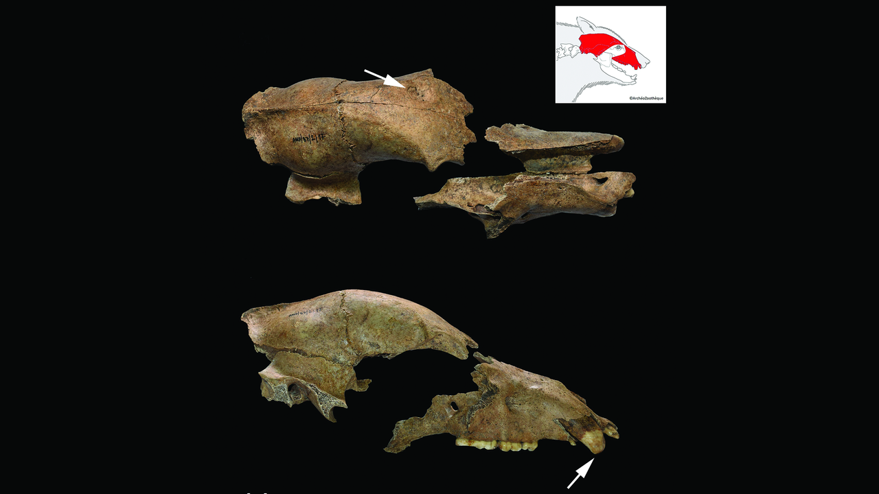 craniul-de-urs-tinut-captiv-sa-lupte-cu-gladiatorii-romani-descoperiti-langa-amfiteatrul-antic-in-serbia
