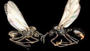 „aproape-ca-science-fiction”:-furnica-europeana-este-primul-animal-cunoscut-care-cloneaza-membrii-unei-alte-specii