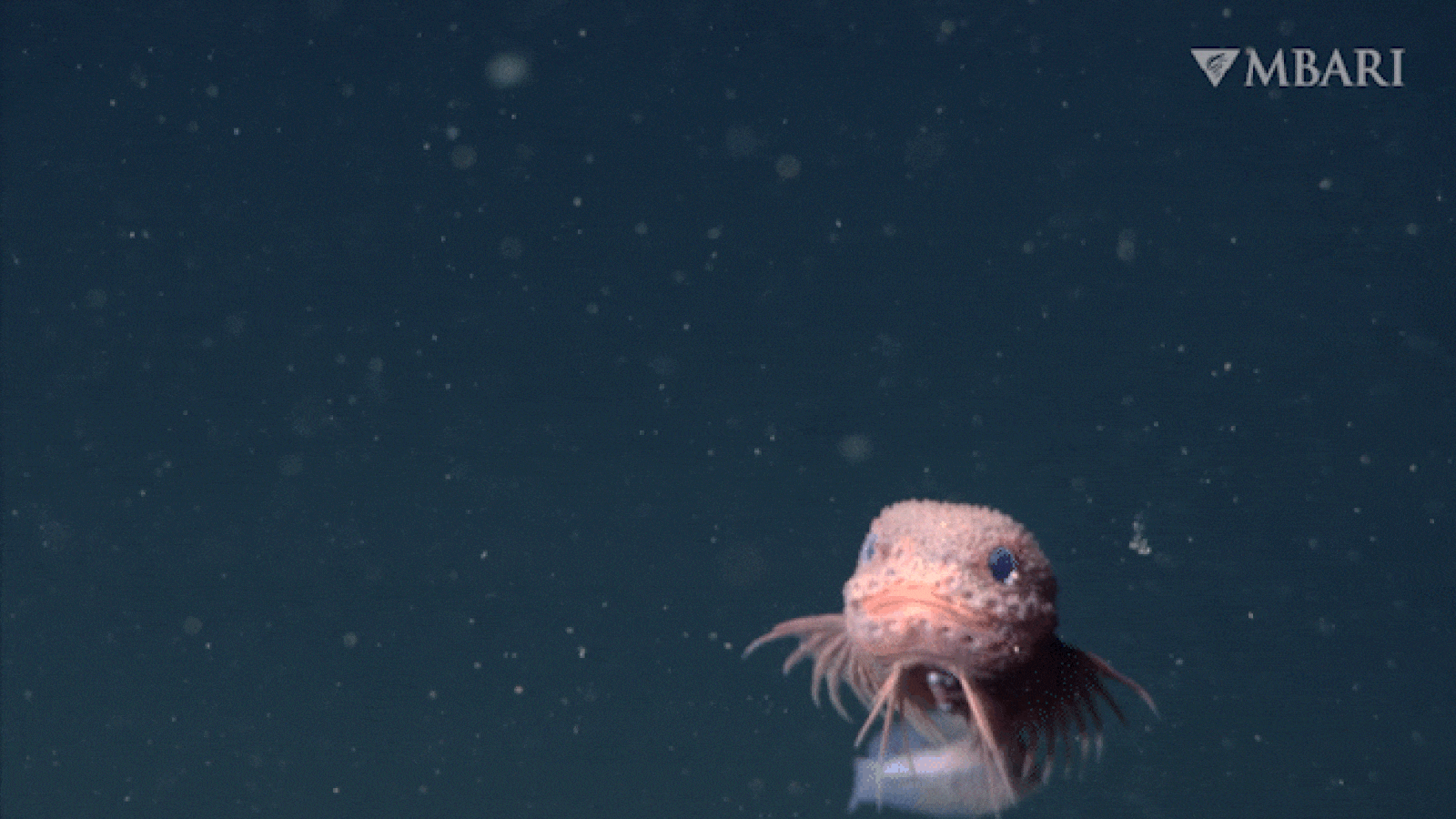 peste-de-melc-roz-roz,-adorabil,-cu-barba-amuzanta,-filmata-in-deep-canyon-in-largul-coastei-din-california